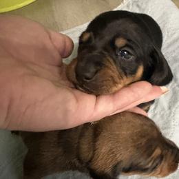 Buddy - Black and tan male Dachshund puppy in Richwood, West Virginia from Wild and Wonderful Wieners