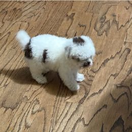 Poodle Puppies from ReSoCal Toy Poodles