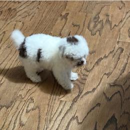 Poodle Puppies from ReSoCal Toy Poodles