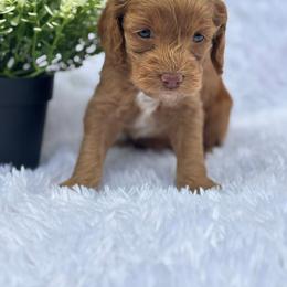 Cockapoo Puppies from Windy Ridge Cockapoos