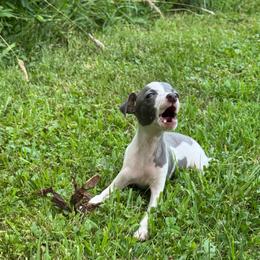 Sunny - White and blue male Italian Greyhound puppy in Wilkes Barre, Pennsylvania from Laraz Pupz
