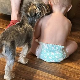 Woody - Black and tan male Yorkshire Terrier puppy in Antlers, Oklahoma from Yorker Puppy Palace