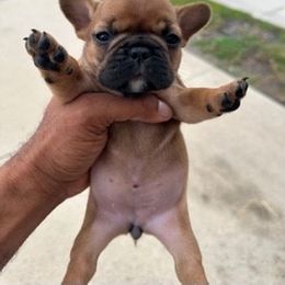 French Bulldog Puppies from AM FRENCHIES