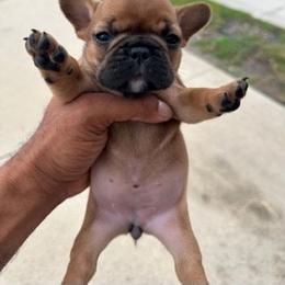 French Bulldog Puppies from AM FRENCHIES
