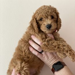 Labradoodle Puppies from Ruby Doo’s Doodles
