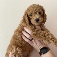 Labradoodle Puppies from Ruby Doo’s Doodles
