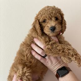 Labradoodle Puppies from Ruby Doo’s Doodles
