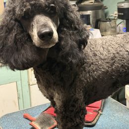 Brodie - Poodle