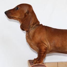 Dachshund Puppies from Wylde Rose Dachshunds