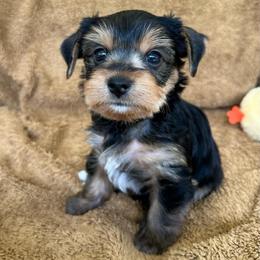 Horace - Black and tan male Yorkshire Terrier puppy in Ashland, Kentucky from Yorkie Paw