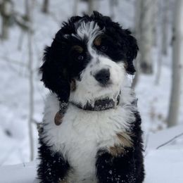 Bernedoodles from Mountain Dreamin' Bernedoodles