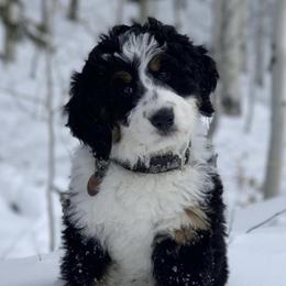 Bernedoodles from Mountain Dreamin' Bernedoodles