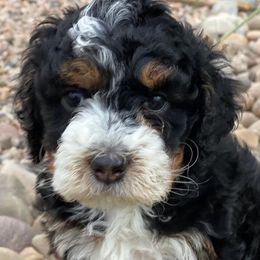 Bernedoodles and Cavapoos from Cascade Springs Doodles