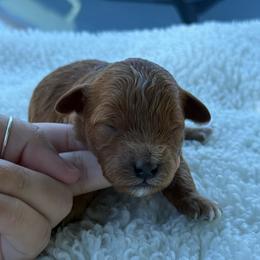 AKC Pumpkin - Female - Clear DNA Tested OFA parentage - Red  female Poodle puppy in Tampa, Florida from The Sweet Life of a Toy Poodle