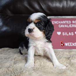 Silas - Tri-color male Cavalier King Charles Spaniel puppy in Wildomar, California from Enchanted Rose Cavaliers
