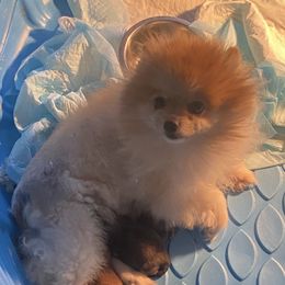 Pomeranian puppies from Bourlet Poms