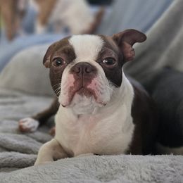 Wiggles - Boston Terrier