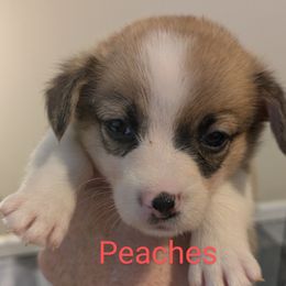 Peaches - Red female Pembroke Welsh Corgi puppy in Berkeley Springs, West Virginia from Hummingbird Farm