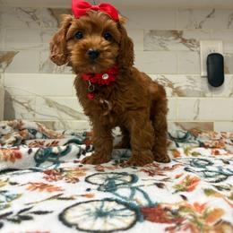 Ertz - Red and white male Cockapoo puppy in Delran, New Jersey from HMH’s Maltipoos & Cavaliers
