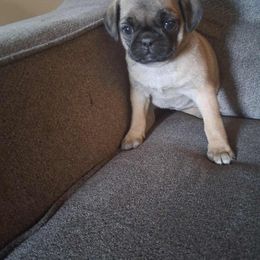 Female - Fawn female Pug puppy in Centuria, Wisconsin from Rott'N'Frenchies