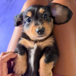 Zero - Black and tan male Dachshund puppy in Rialto, California from DashiesDachLLC