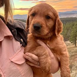 Sage - Dark golden male Golden Retriever puppy in Post Falls, Idaho from Mountain View Goldens