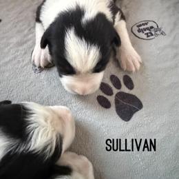 Sullivan - Black and white male Border Collie puppy in Lakeview, Michigan from Haven Creek Farm