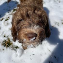 Australian Labradoodle Puppies from Llewellyn's Grove Labradoodles