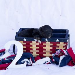 Sandy - Black tri-color female Australian Shepherd puppy in Eubank, Kentucky from Ashlee's Aussies