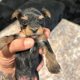 BENTLEY - Black and gold male Yorkshire Terrier puppy in Los Angeles, California from WESTWAY Yorkies