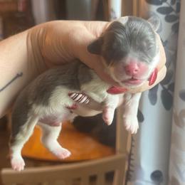 Bentley - Blue male Pembroke Welsh Corgi puppy in East Oakdale, California from Rhettro Kennels