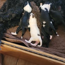 Portuguese Water Dog Puppies from Alto Mare PWDs