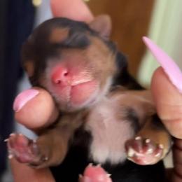 Cutie - Black and tan male Yorkshire Terrier puppy in St. Louis, Missouri from Yorkies by Danner