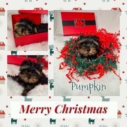 Yorkshire Terrier Puppies from Baby Blue Yorkies