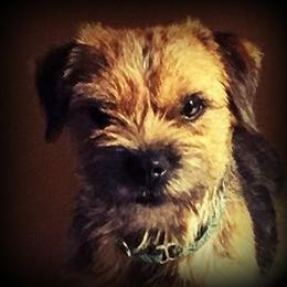 Border Terriers from Fortune Farms