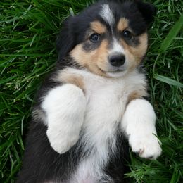 English Shepherd Puppies from Oerly's English Shepherds