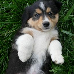 English Shepherd Puppies from Oerly's English Shepherds