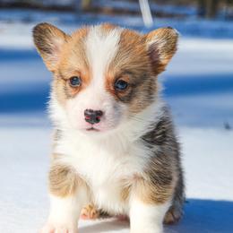 Simba - 1500 - male Pembroke Welsh Corgi puppy in Star City, Arkansas from T4 Farms