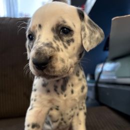 Kanga - White and black female Dalmatian puppy in Fort Cavasos, Texas from Mainstreet Dalmation