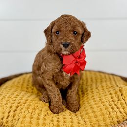 Hickory - Red collar - Red  male Goldendoodle puppy in The Woodlands, Texas from Golden Fields Doodles