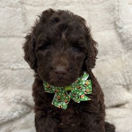 Parker - Chocolate male Australian Labradoodle puppy in Morristown, New Jersey from English Manor Labradoodles