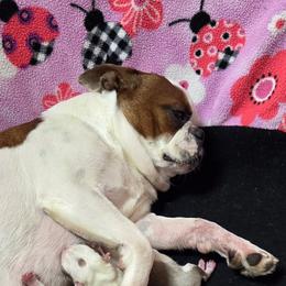 Serenity - Boston Terrier