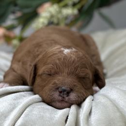 Lily - Red  female Goldendoodle puppy in Queen Creek, Arizona from Goldendoodle AZ