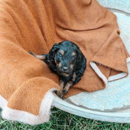 Cash - Black phantom male Aussiedoodle puppy in Tryon, North Carolina from Melrose Mountain Farm