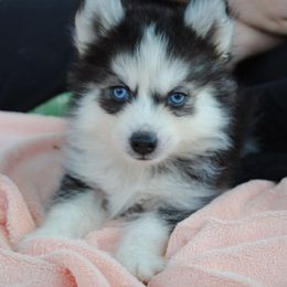 Wolf - Tri-color male Pomsky puppy in Fort Laudardale, Florida from Pomsky Florida