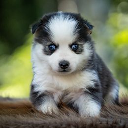 Pomsky Puppies from Pioneer Peak Pomskies