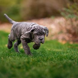 Neapolitan Mastiff Puppies from Red Rock Neapolitan Mastiffs