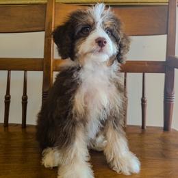 Bernedoodle, Cavapoo, and Goldendoodle Puppies from Yankee Doodle Doggies