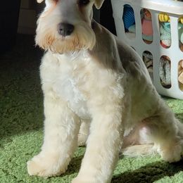Fritz  - Miniature Schnauzer