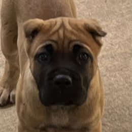 Lilly - Black female Cane Corso puppy in Dunnellon, Florida from High Royal Kennel